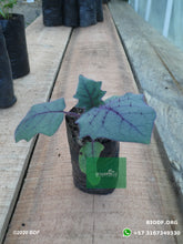 Load image into Gallery viewer, Lulo (10cm) - Biodiverse Development