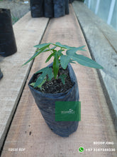 Load image into Gallery viewer, Papaya - Papaya (10cm) - Biodiverse Development