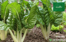Load image into Gallery viewer, Acelga - Chard 5-10cm (orgánica)
