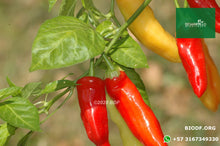 Load image into Gallery viewer, Ají - Chili Pepper 5cm (orgánica)