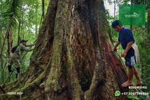 Load image into Gallery viewer, reforestacion