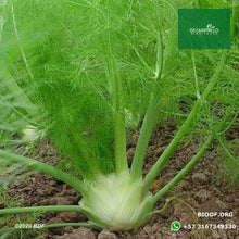 Load image into Gallery viewer, Hinojo 10cm (orgánica) - Biodiverse Development