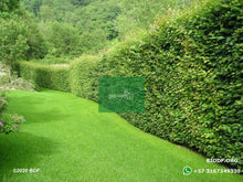 Load image into Gallery viewer, Limon ornamental 20cm (orgánica) - Biodiverse Development