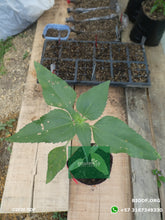 Load image into Gallery viewer, Girasol 50-70cm (orgánica) - Biodiverse Development