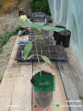 Load image into Gallery viewer, Girasol 50-70cm (orgánica) - Biodiverse Development