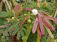 Load image into Gallery viewer, Leucaena, Acacia Forrajera | vivero Cali | semillas Colombia