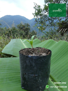 Acelga - Chard 5-10cm (orgánica)