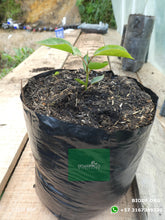 Load image into Gallery viewer, Limon ornamental 20cm (orgánica) - Biodiverse Development