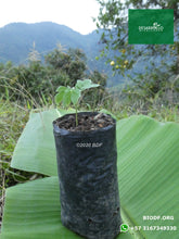 Load image into Gallery viewer, Samán 10cm (orgánica)