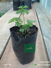 Load image into Gallery viewer, Perejil - Parsley (20cm) - Biodiverse Development