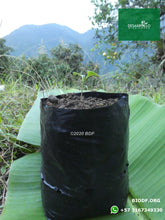 Load image into Gallery viewer, Brócoli - Broccoli 5-10cm (orgánica)