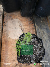 Load image into Gallery viewer, Hinojo 10cm (orgánica) - Biodiverse Development
