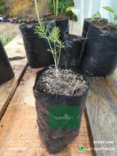 Load image into Gallery viewer, Hinojo 10cm (orgánica) - Biodiverse Development