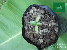 Load image into Gallery viewer, Ají - Chili Pepper 5cm (orgánica)