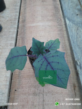 Load image into Gallery viewer, Lulo (10cm) - Biodiverse Development