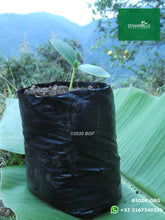Load image into Gallery viewer, Pepino 10cm (orgánica)