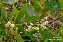 Load image into Gallery viewer, Acacia Japonesa - Acacia melanoxylon | vivero Cali | semillas Colombia
