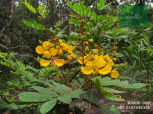 Load image into Gallery viewer, Alcaparro Gigante - Cassia velutina | vivero Cali | semillas Colombia