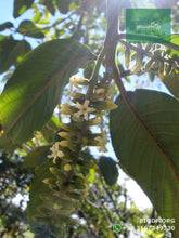 Load image into Gallery viewer, Cajeto / Caragay - Cytharexylum subflavescens | vivero Cali | semillas Colombia