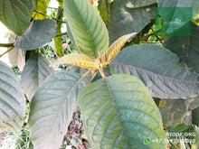 Load image into Gallery viewer, Cajeto / Caragay - Cytharexylum subflavescens | vivero Cali | semillas Colombia