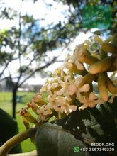 Load image into Gallery viewer, Cajeto / Caragay - Cytharexylum subflavescens | vivero Cali | semillas Colombia