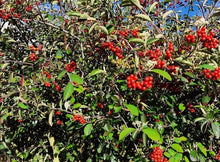 Load image into Gallery viewer, Holly Liso - Pyracantha coccinea | vivero Cali | semillas Colombia