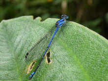 Load image into Gallery viewer, centros recreacionales en cali