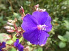 Load image into Gallery viewer, agencias de viajes cali