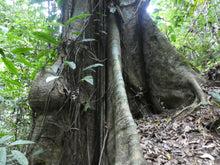 Load image into Gallery viewer, reforestacion