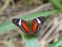 Load image into Gallery viewer, reforestacion