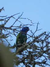 Load image into Gallery viewer, san cipriano cali