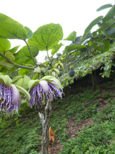 Load image into Gallery viewer, Passion Fruit - Granadilla - Biodiverse Development