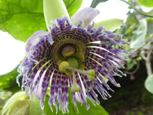 Load image into Gallery viewer, Passion Fruit - Granadilla - Biodiverse Development