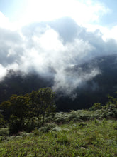 Load image into Gallery viewer, deforestacion en colombia