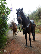 Load image into Gallery viewer, reforestacion