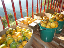 Load image into Gallery viewer, Passion Fruit - Granadilla - Biodiverse Development