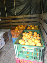 Load image into Gallery viewer, Passion Fruit - Granadilla - Biodiverse Development