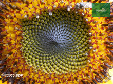 Load image into Gallery viewer, Girasol 50-70cm (orgánica) - Biodiverse Development