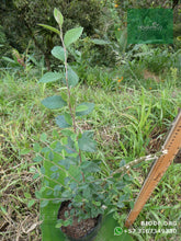 Load image into Gallery viewer, Holly Liso - Pyracantha coccinea | vivero Cali | semillas Colombia