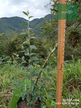 Load image into Gallery viewer, Holly Liso - Pyracantha coccinea | vivero Cali | semillas Colombia