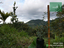 Load image into Gallery viewer, Holly Liso - Pyracantha coccinea | vivero Cali | semillas Colombia
