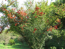 Load image into Gallery viewer, Holly Liso - Pyracantha coccinea | vivero Cali | semillas Colombia