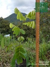 Load image into Gallery viewer, Alcaparro Gigante - Cassia velutina | vivero Cali | semillas Colombia
