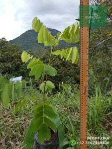 Alcaparro Gigante - Cassia velutina | vivero Cali | semillas Colombia