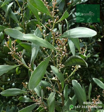 Load image into Gallery viewer, Acacia Japonesa - Acacia melanoxylon | vivero Cali | semillas Colombia