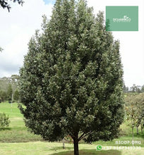 Load image into Gallery viewer, Acacia Japonesa - Acacia melanoxylon | vivero Cali | semillas Colombia