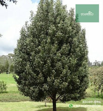 Load image into Gallery viewer, Compra 1 lleva 3 | Acacia Japonesa - Acacia melanoxylon | vivero Cali | semillas Colombia