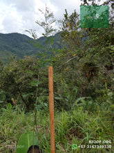 Load image into Gallery viewer, Acacia Japonesa - Acacia melanoxylon | vivero Cali | semillas Colombia