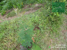 Load image into Gallery viewer, Acacia Japonesa - Acacia melanoxylon | vivero Cali | semillas Colombia