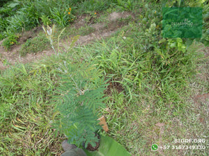 Acacia Japonesa - Acacia melanoxylon | vivero Cali | semillas Colombia
